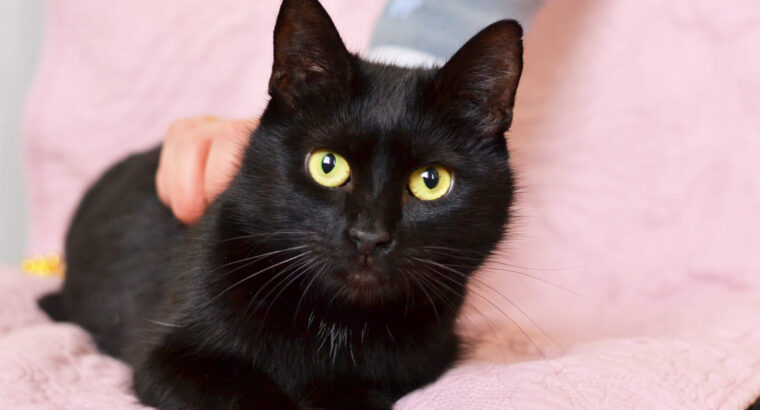 Мелані, чорна киця на вдачу | кошка, кошечка, кішка 2 роки