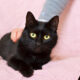 Мелані, чорна киця на вдачу | кошка, кошечка, кішка 2 роки