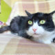Чорно-біла киця Жанета — пухнасте заспокоєння | кошечка, кошка, кішка 3 роки