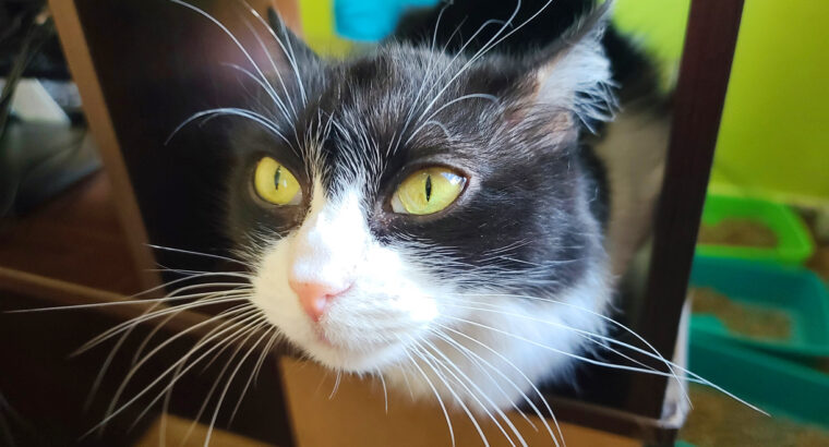 Чорно-біла киця Жанета — пухнасте заспокоєння | кошечка, кошка, кішка 3 роки