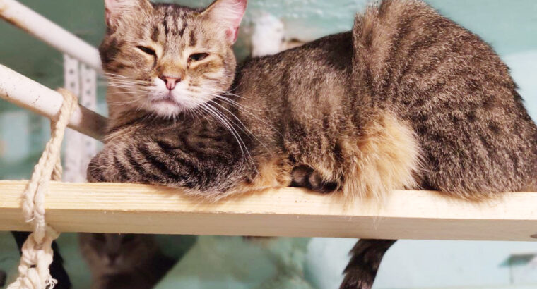 Киця Шанті, триколірна муркотка | кошечка, кошка, 2 роки