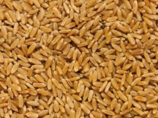 Пшеница оптом (FCA, FOB, CIF)